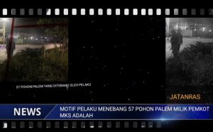 Pelaku Penebangan Pohon Palem Di Kota Makassar Berhasil Di Amankan, Ini Motifnya